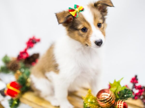 Shetland Sheepdog DOG Female Sable and White 14486 Petland Wichita, Kansas