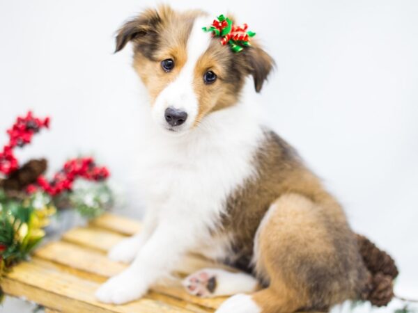 Shetland Sheepdog DOG Female Sable and White 14485 Petland Wichita, Kansas