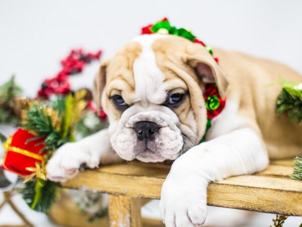 English Bulldog DOG Female Fawn and White 14483 Petland Wichita, Kansas