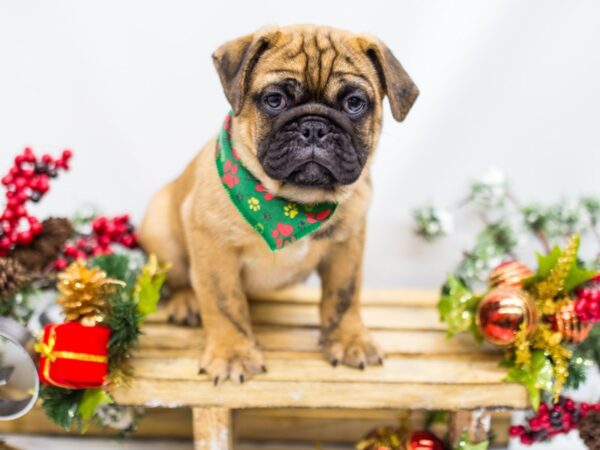 Mini Bulldog DOG Male Brindle 14482 Petland Wichita, Kansas