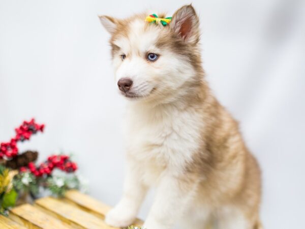 Siberian Husky DOG Female Red  & White 14481 Petland Wichita, Kansas