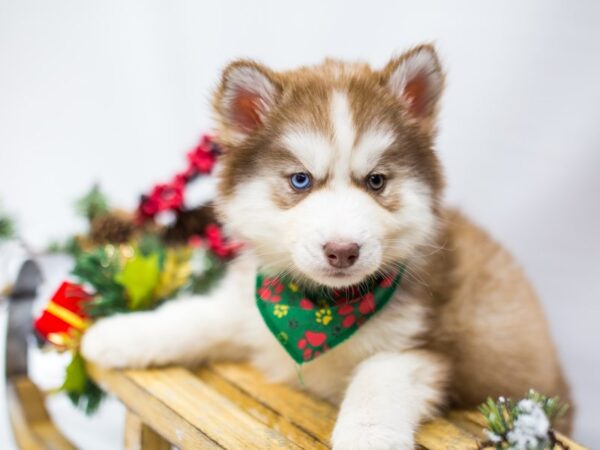 Siberian Husky DOG Male Red  & White 14480 Petland Wichita, Kansas