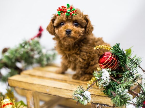 Toy Poodle DOG Female Red 14479 Petland Wichita, Kansas