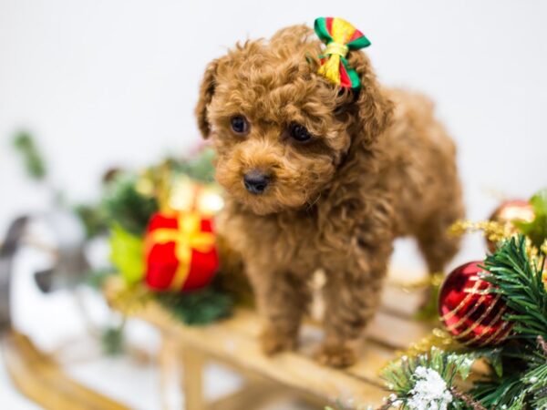 Toy Poodle-DOG-Female-Red-14478-Petland Wichita, Kansas