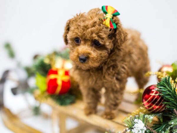 Toy Poodle DOG Female Red 14478 Petland Wichita, Kansas