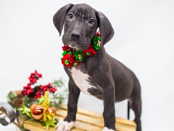 Great Dane DOG Female Black 14477 Petland Wichita, Kansas