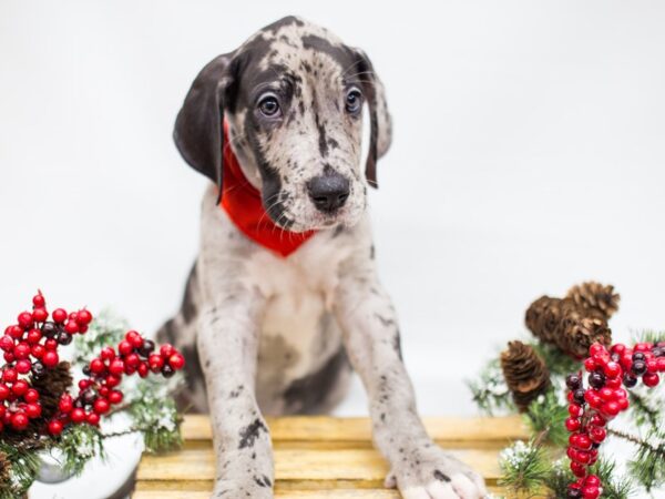 Great Dane DOG Male Blue Merle 14476 Petland Wichita, Kansas