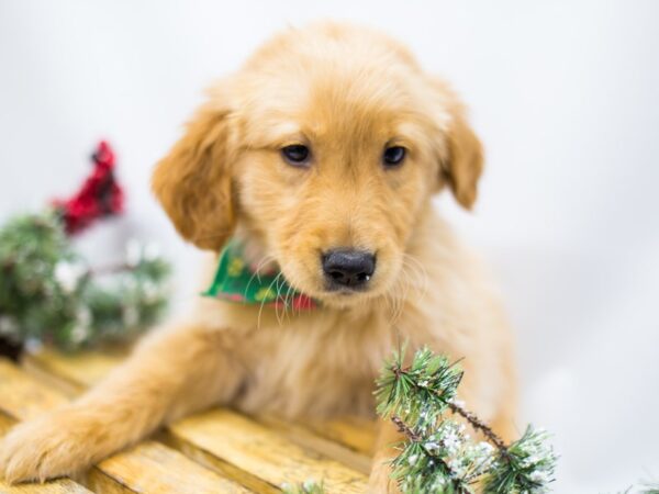 Golden Retriever DOG Male Gold 14489 Petland Wichita, Kansas