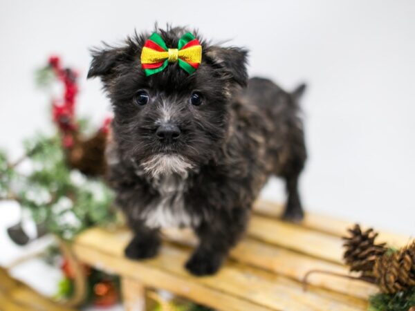 Cair-Mal DOG Female Brindle 14553 Petland Wichita, Kansas