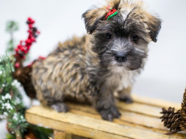 Cair-Mal DOG Female Reverse Brindle 14552 Petland Wichita, Kansas