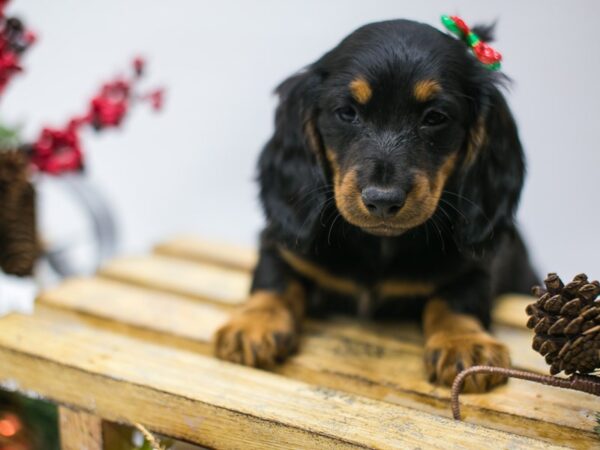 Miniature Dachshund-DOG-Female-Black & Tan - Long Hair-14551-Petland Wichita, Kansas