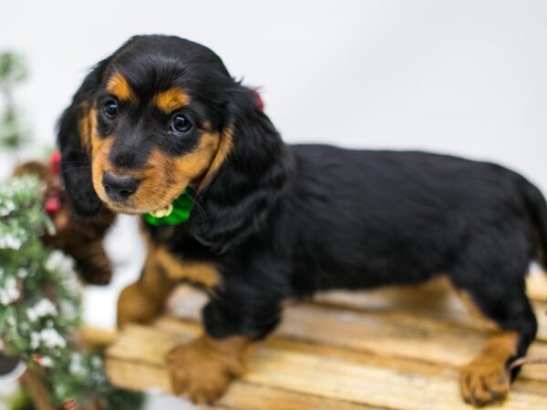 Miniature Dachshund DOG Female Black & Tan - Long Hair 14550 Petland Wichita, Kansas