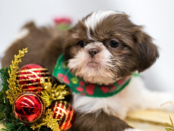 Shih Tzu DOG Male Chocolate and White 14549 Petland Wichita, Kansas