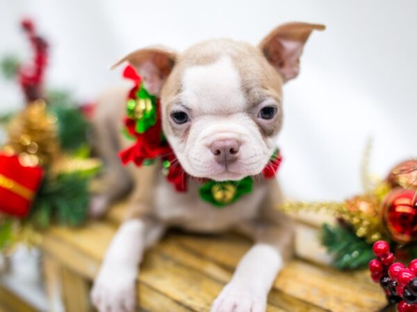 Boston Terrier DOG Female Lilac 14548 Petland Wichita, Kansas