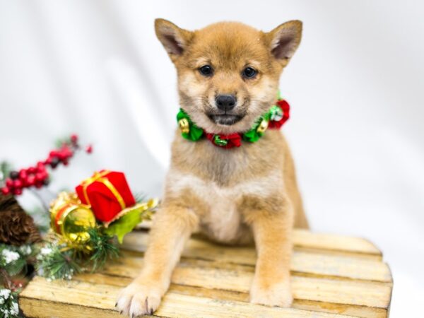 Shiba Inu-DOG-Female-Sesame White Chest-14546-Petland Wichita, Kansas