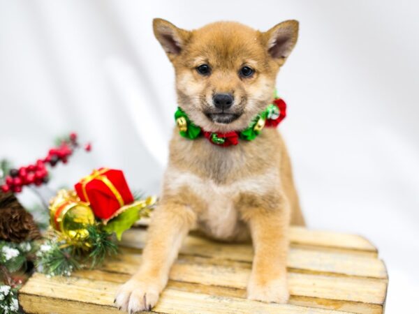 Shiba Inu DOG Female Sesame White Chest 14546 Petland Wichita, Kansas