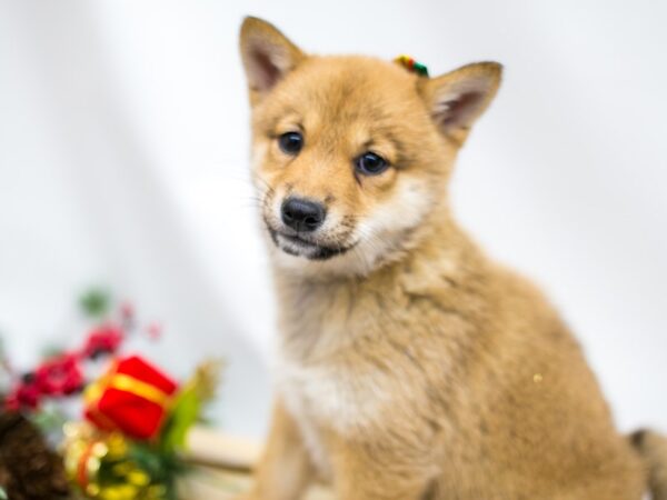 Shiba Inu DOG Female Sesame 14545 Petland Wichita, Kansas