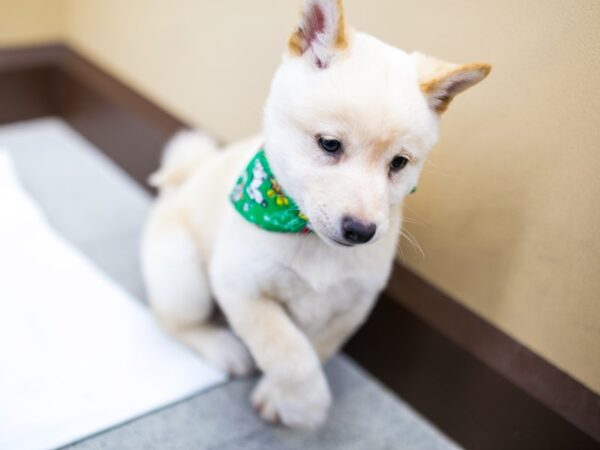 Shiba Inu DOG Male Cream 14544 Petland Wichita, Kansas