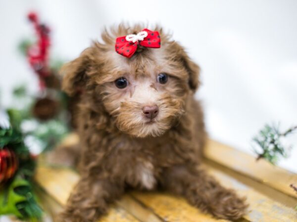 Toy Poodle-DOG-Female-Chocolate-14543-Petland Wichita, Kansas