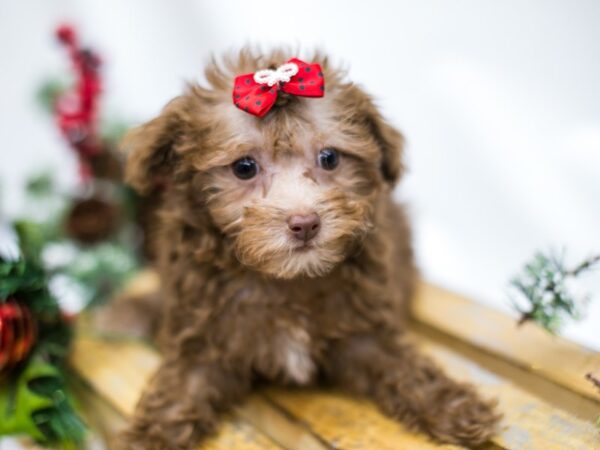 Toy Poodle DOG Female Chocolate 14543 Petland Wichita, Kansas