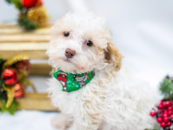 Toy Poodle DOG Male Apricot Parti 14542 Petland Wichita, Kansas