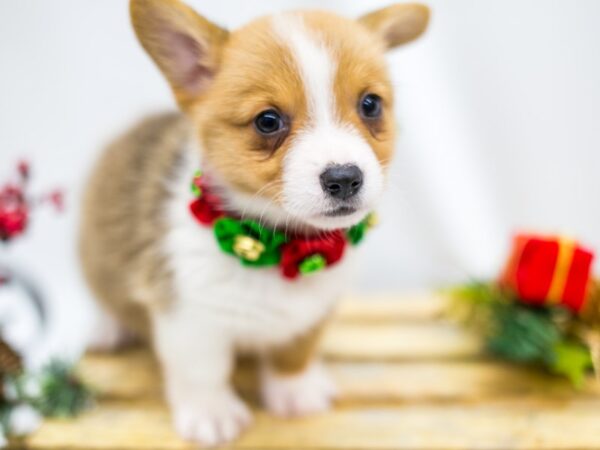Pembroke Welsh Corgi-DOG-Female-Sable-14541-Petland Wichita, Kansas