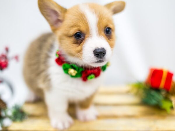 Pembroke Welsh Corgi DOG Female Sable 14541 Petland Wichita, Kansas