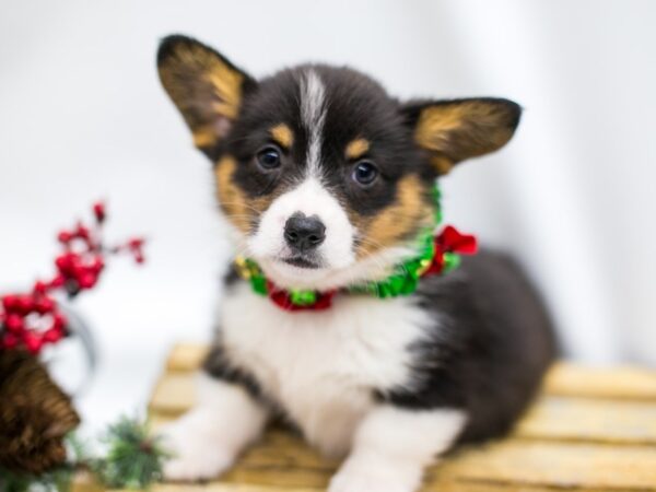 Pembroke Welsh Corgi DOG Female Tri color 14540 Petland Wichita, Kansas