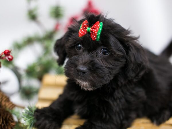 Hava Poo DOG Female Black 14539 Petland Wichita, Kansas