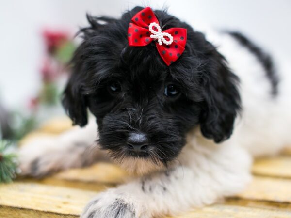 Hava Poo DOG Female Black & White 14538 Petland Wichita, Kansas