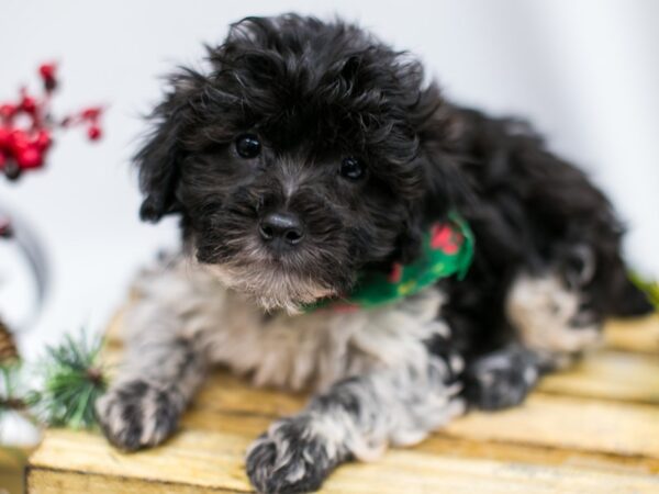 Hava Poo DOG Male Black & White 14537 Petland Wichita, Kansas