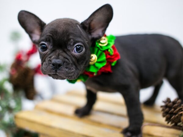 2nd Gen. Frenchton DOG Female Black Brindle 14536 Petland Wichita, Kansas