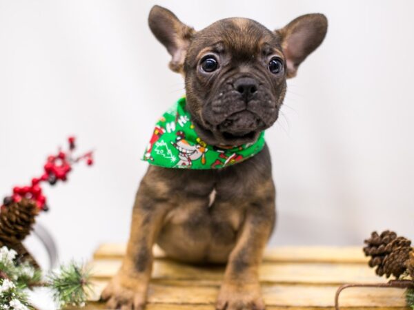 2nd Gen. Frenchton DOG Male Dark Sable 14535 Petland Wichita, Kansas