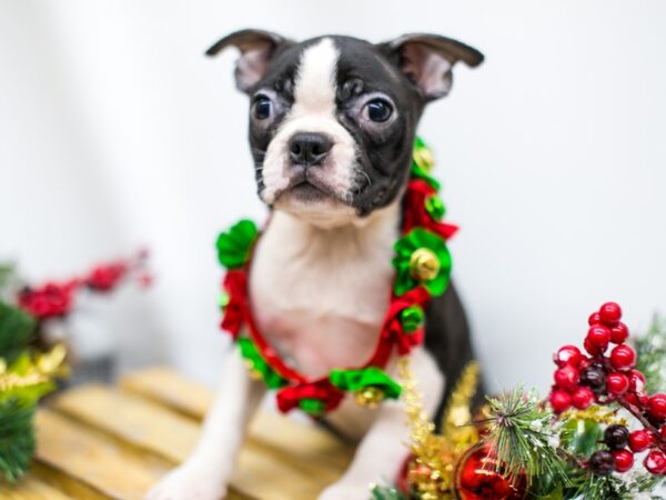 Boston Terrier DOG Female Black & White 14533 Petland Wichita, Kansas