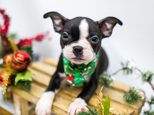 Boston Terrier DOG Male Black & White 14532 Petland Wichita, Kansas