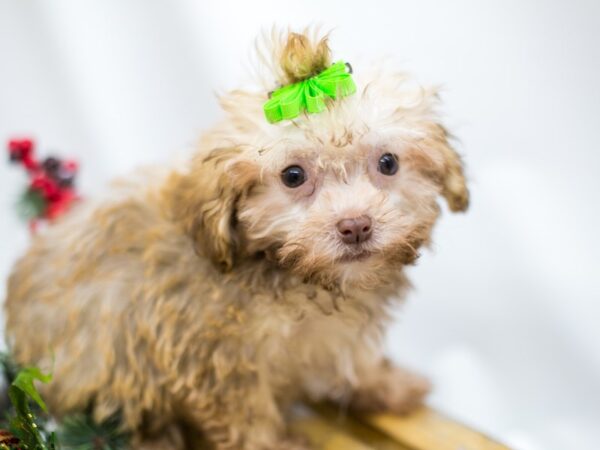 Havanese DOG Female Chocolate Fawn 14531 Petland Wichita, Kansas