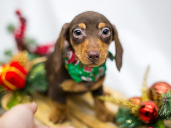 Miniature Dachshund DOG Male Red & Rust 14530 Petland Wichita, Kansas