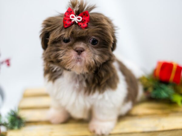 Shih Tzu DOG Female Chocolate & White 14529 Petland Wichita, Kansas