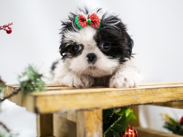 Shih Tzu DOG Female Black & White 14528 Petland Wichita, Kansas