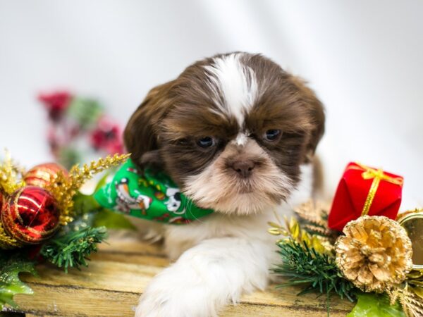 Shih Tzu DOG Male Chocolate 14527 Petland Wichita, Kansas