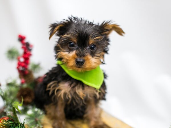 Yorkshire Terrier DOG Male Black & Tan 14526 Petland Wichita, Kansas