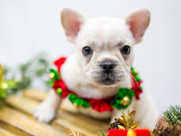 French Bulldog DOG Female White with Cream 14525 Petland Wichita, Kansas