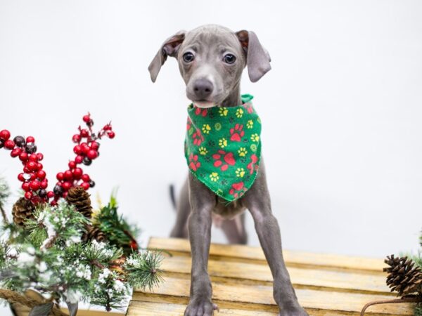 Italian Greyhound-DOG-Male-Blue-14524-Petland Wichita, Kansas