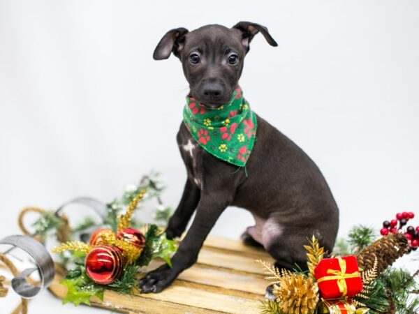 Italian Greyhound DOG Male Seal 14523 Petland Wichita, Kansas