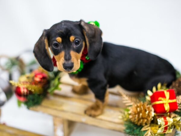 Miniature Dachshund DOG Female Silver Dapple 14522 Petland Wichita, Kansas