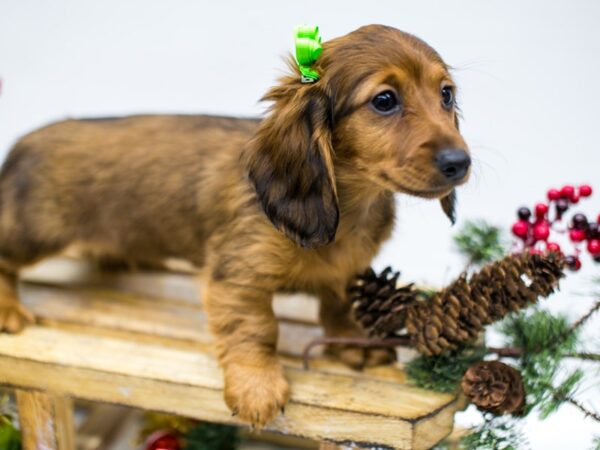 Miniature Dachshund DOG Female Wild Boar - Long Hair 14521 Petland Wichita, Kansas