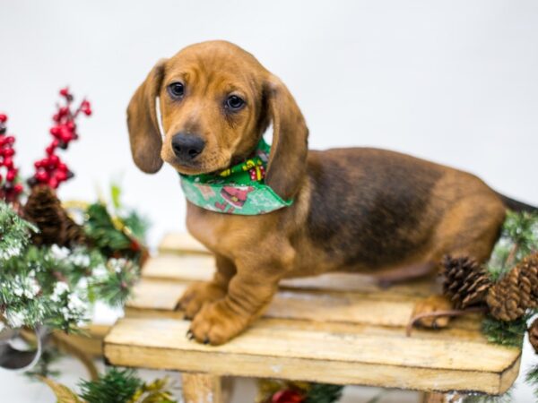 Miniature Dachshund DOG Male Wild Boar - Smooth Coat 14520 Petland Wichita, Kansas