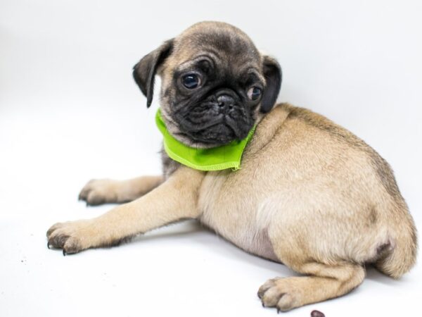 Pug-DOG-Male-Fawn-14519-Petland Wichita, Kansas