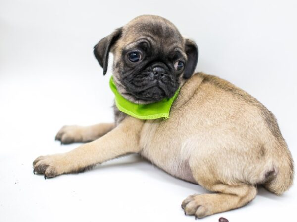 Pug DOG Male Fawn 14519 Petland Wichita, Kansas