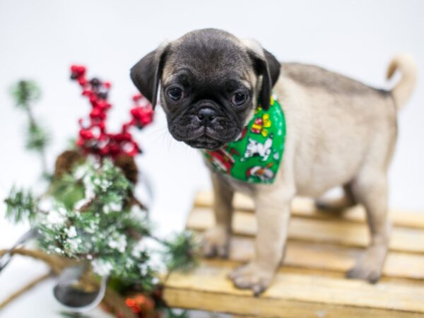 Pug DOG Male Fawn 14518 Petland Wichita, Kansas